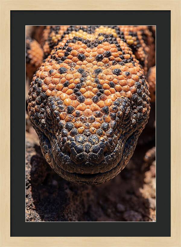 Gila Monster Closeup