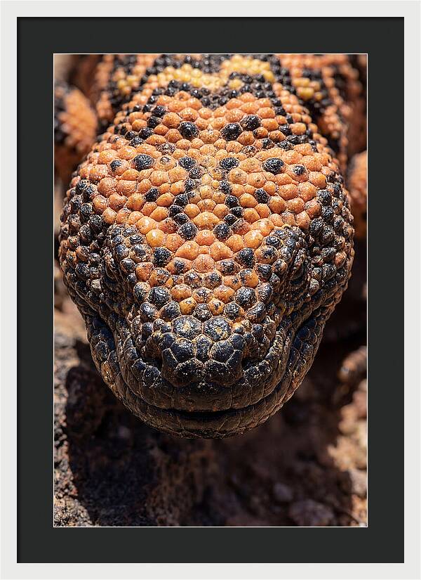 Gila Monster Closeup
