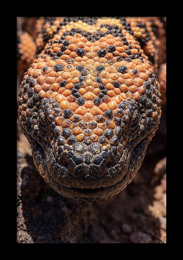 Gila Monster Closeup