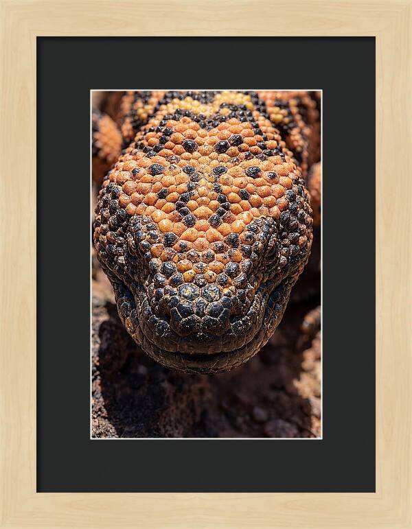 Gila Monster Closeup
