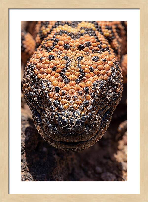 Gila Monster Closeup