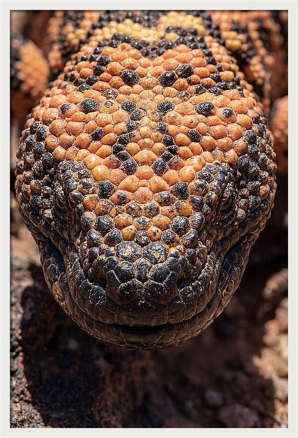 Gila Monster Closeup