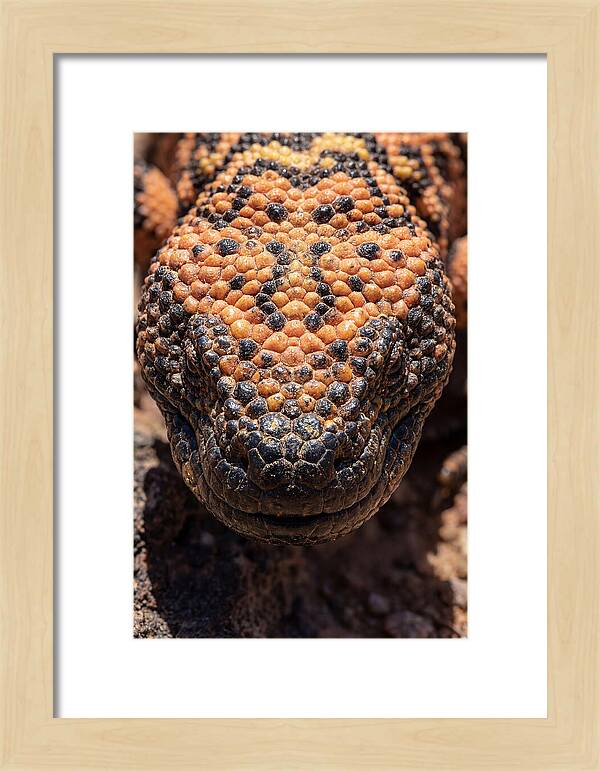 Gila Monster Closeup