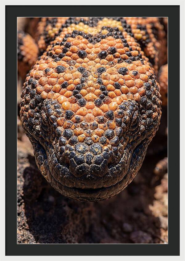 Gila Monster Closeup