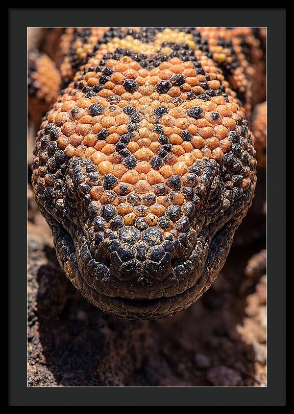 Gila Monster Closeup