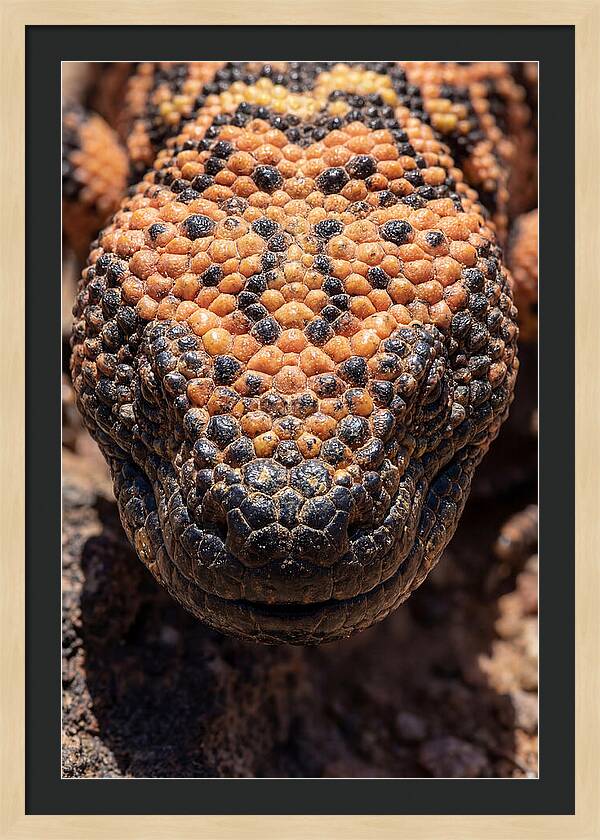 Gila Monster Closeup