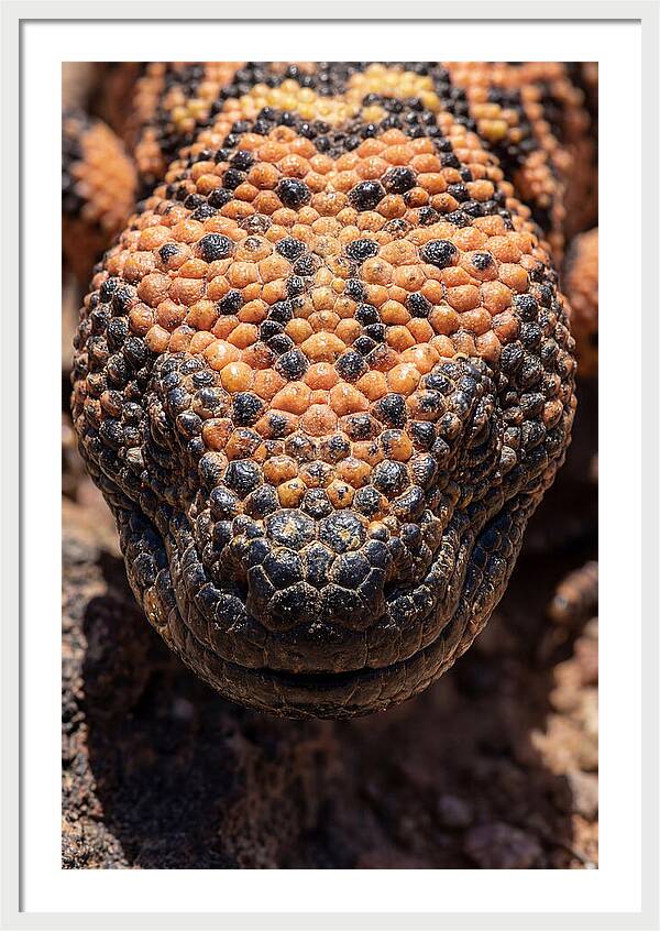 Gila Monster Closeup