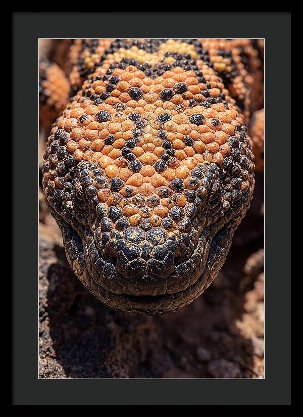 Gila Monster Closeup