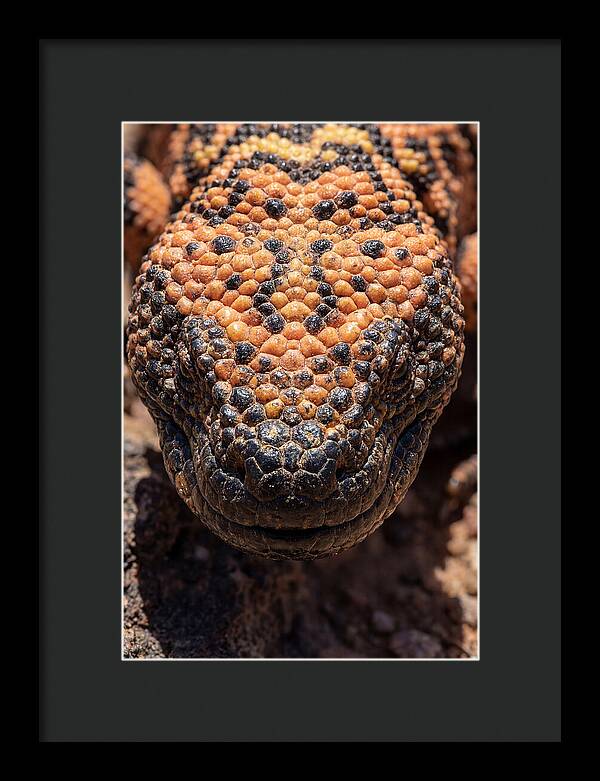 Gila Monster Closeup