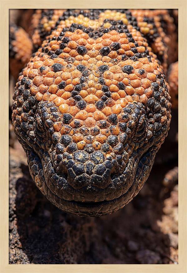 Gila Monster Closeup