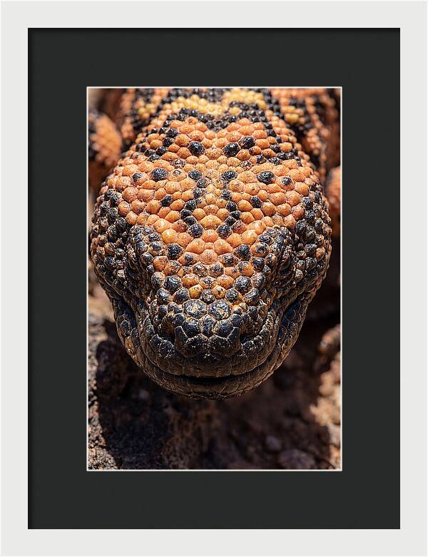 Gila Monster Closeup