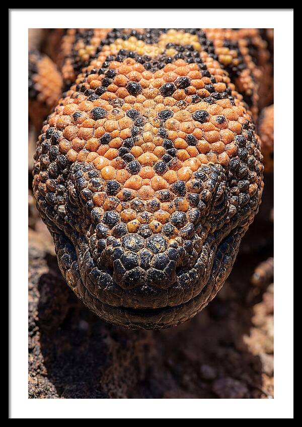 Gila Monster Closeup