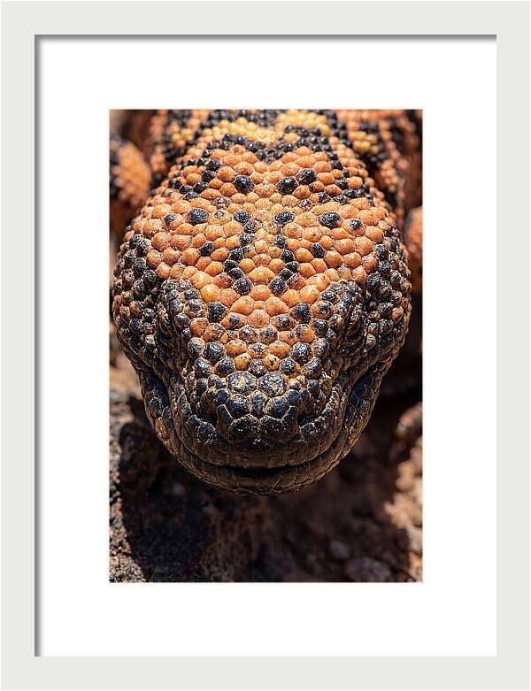 Gila Monster Closeup