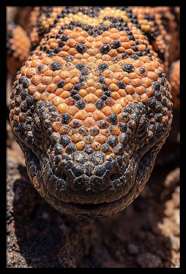 Gila Monster Closeup