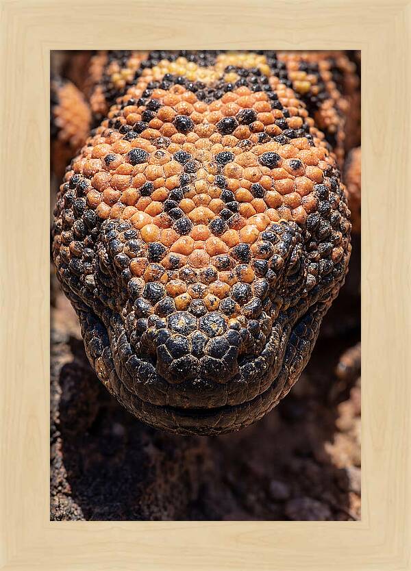 Gila Monster Closeup