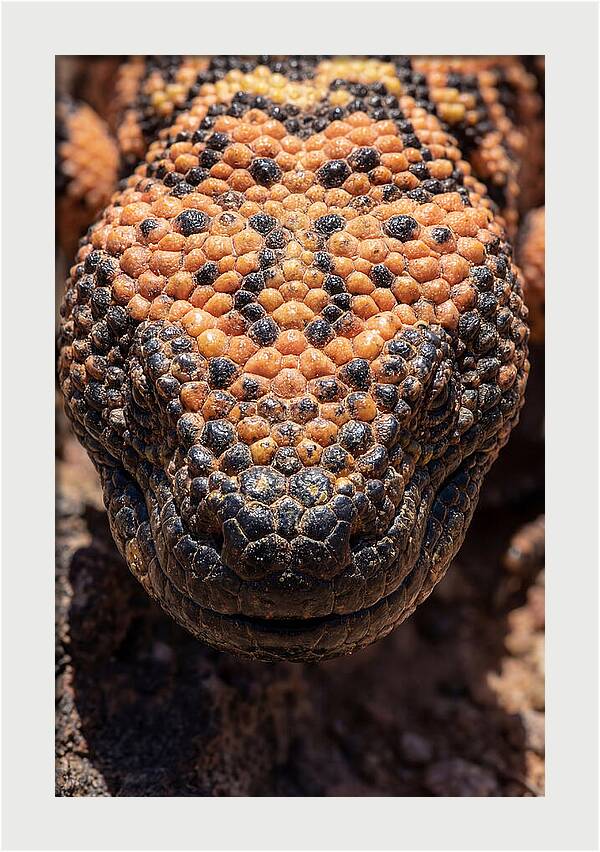 Gila Monster Closeup