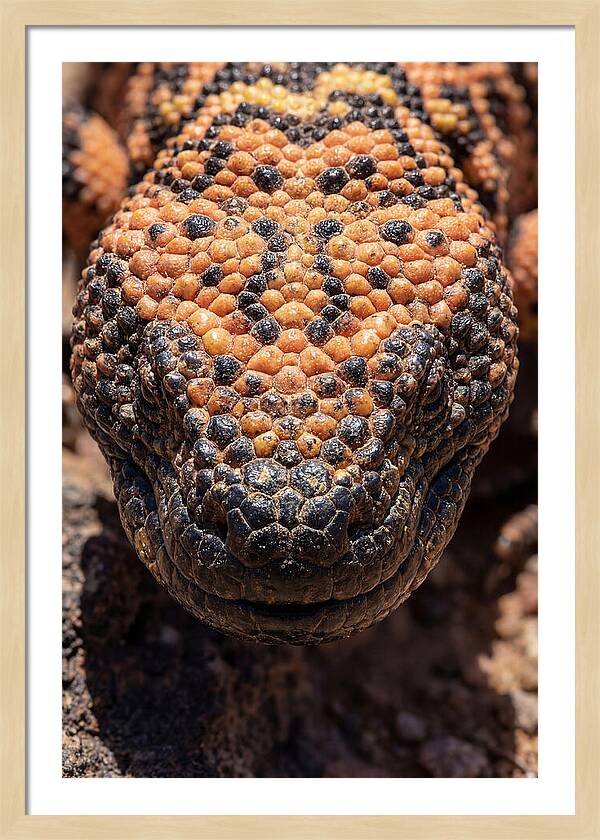 Gila Monster Closeup