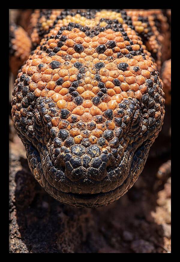 Gila Monster Closeup