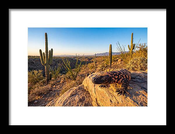 Gila Monster In The Desert Sun