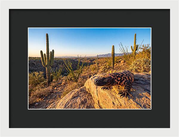 Gila Monster In The Desert Sun