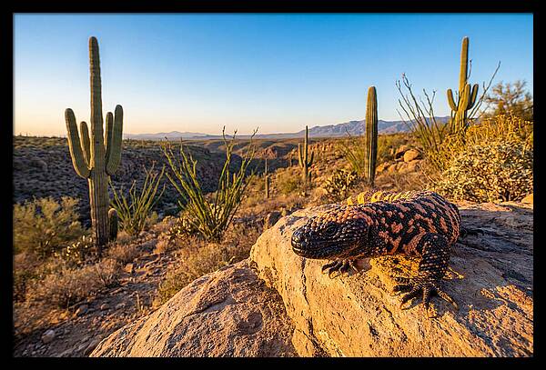 Gila Monster In The Desert Sun