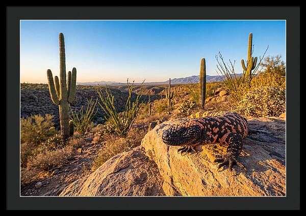 Gila Monster In The Desert Sun