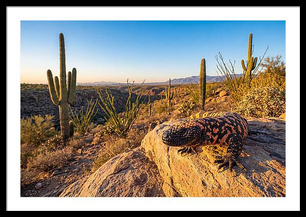 Gila Monster In The Desert Sun