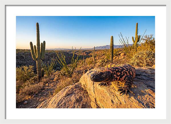 Gila Monster In The Desert Sun