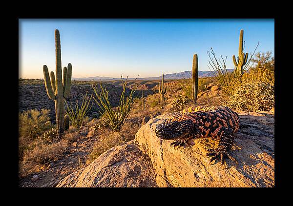 Gila Monster In The Desert Sun