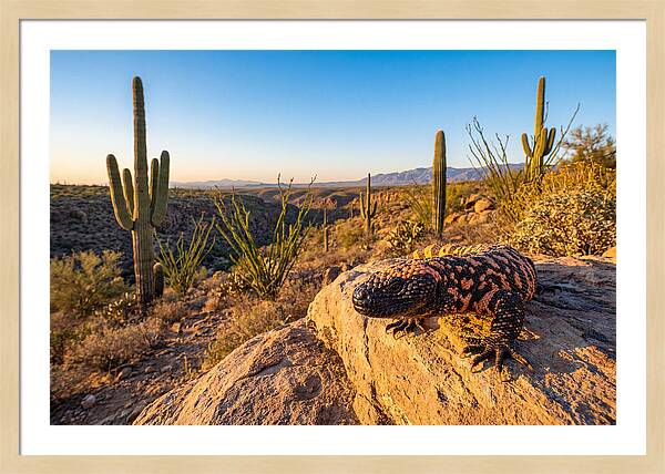 Gila Monster In The Desert Sun