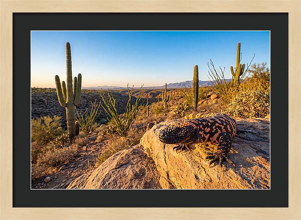 Gila Monster In The Desert Sun