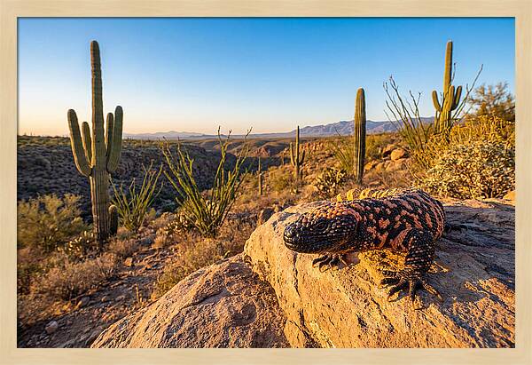 Gila Monster In The Desert Sun
