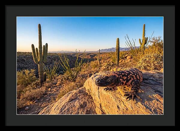 Gila Monster In The Desert Sun
