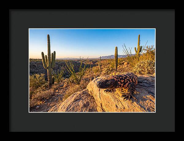 Gila Monster In The Desert Sun