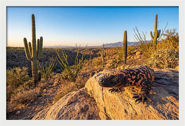 Gila Monster In The Desert Sun