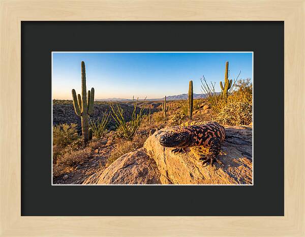 Gila Monster In The Desert Sun