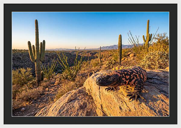 Gila Monster In The Desert Sun