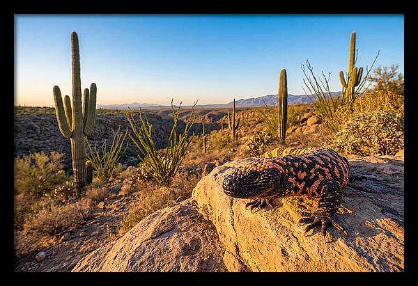 Gila Monster In The Desert Sun