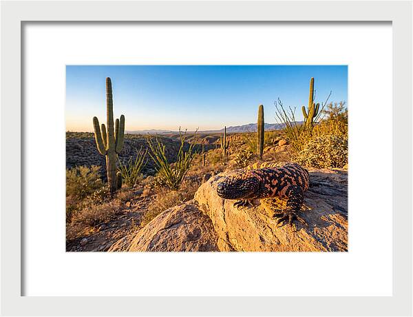 Gila Monster In The Desert Sun