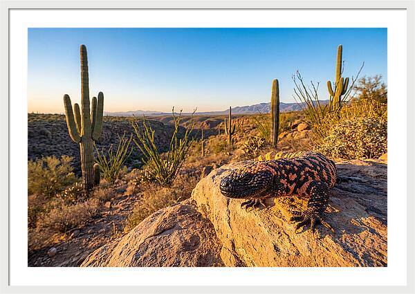 Gila Monster In The Desert Sun