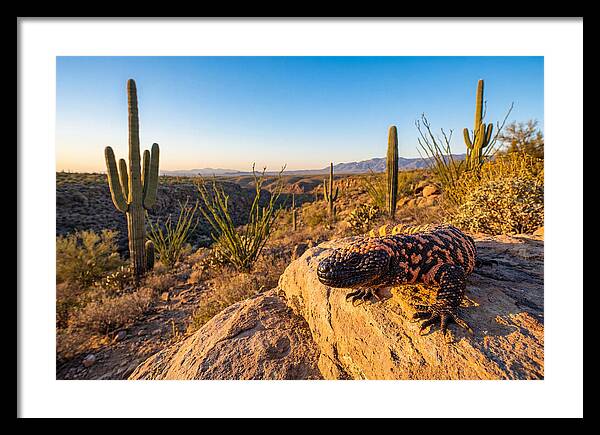 Gila Monster In The Desert Sun