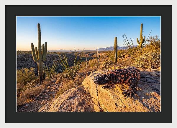 Gila Monster In The Desert Sun