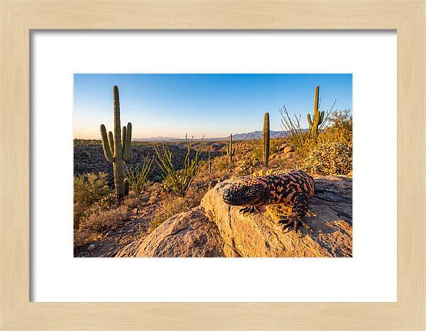 Gila Monster In The Desert Sun