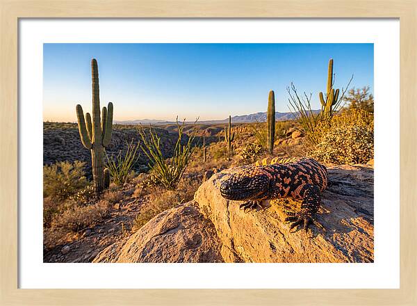 Gila Monster In The Desert Sun