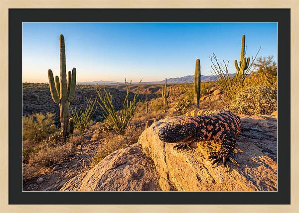 Gila Monster In The Desert Sun