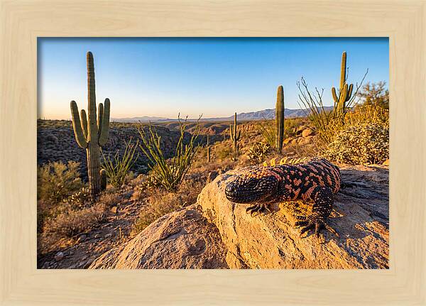 Gila Monster In The Desert Sun