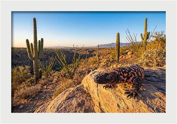 Gila Monster In The Desert Sun