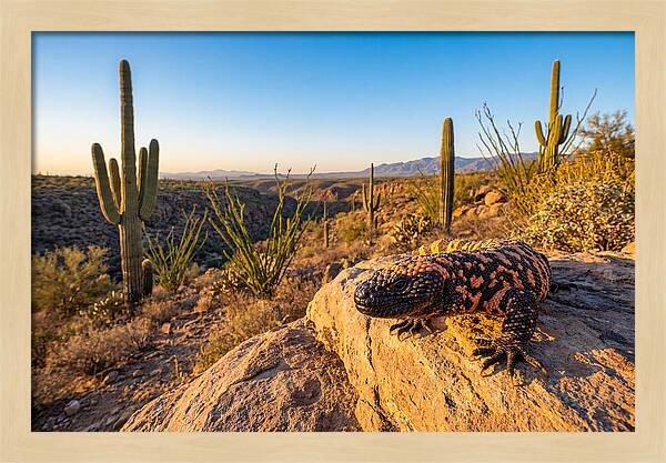 Gila Monster In The Desert Sun