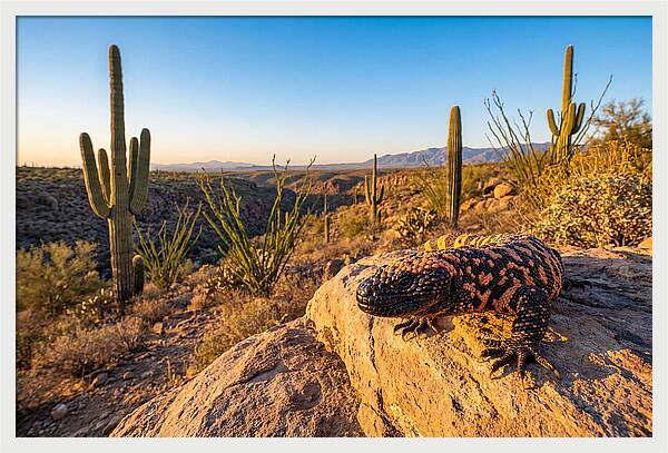 Gila Monster In The Desert Sun