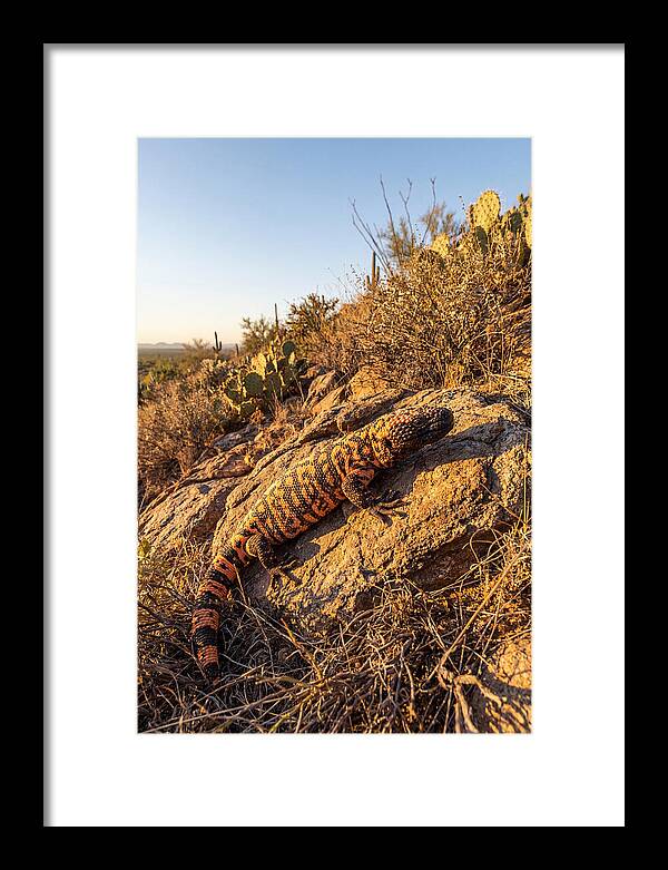Gila Monster Sunbathing
